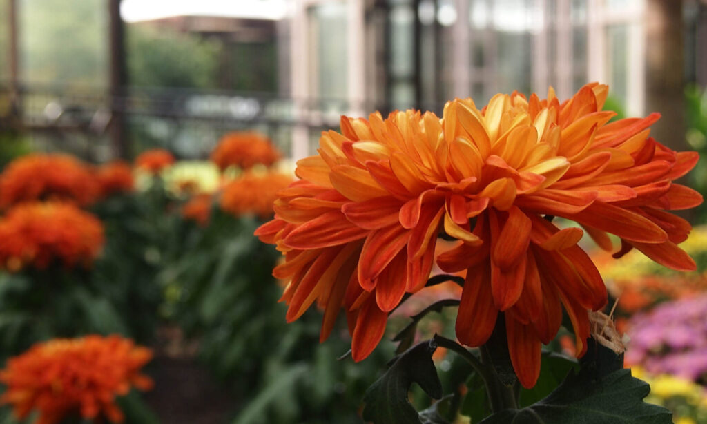 KingsMums LLC Your source for specialty rooted chrysanthemum cuttings