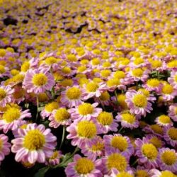 'Hardy' Mums